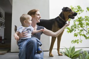 Antes de adoptar una mascota, toma ciertos recaudos.