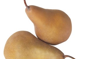 Las peras Bosc se distinguen por su piel marrón.