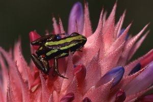 Las pequeñas, coloridas ranas venenosas de las selvas tropicales segregan sustancias químicas tóxicas a través de su piel.
