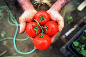 Un puñado de tomates.