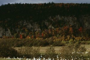 La fauna abunda a lo largo del río, con 84 especies de mamíferos avistados en la zona, así como 100 especies de aves reproductoras, y entre 250 y 300 especies de aves migratorias.