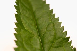 Hoja de la ortiga.