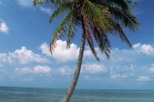 Los arrecifes de coral regulan las mareas y producen aguas bajas y calmadas en los Cayos.