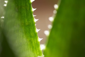 El jugo de aloe vera no ayudará con el reflujo infantil.