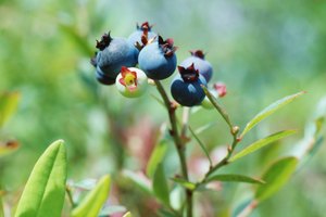 Según el NCCAM, la fruta de arándano ha sido utilizada en el tiempo para tratar la diarrea, el escorbuto y otras enfermedades.