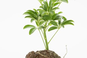 Otro nombre para fitoesteroles es esteroles vegetales, que son compuestos orgánicos.