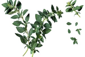 El aceite de la hojas de orégano provee la sustancia usada en algunas medicinas herbales.