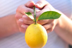 El ácido del jugo de limón ayuda a aclarar la piel y las cicatrices.