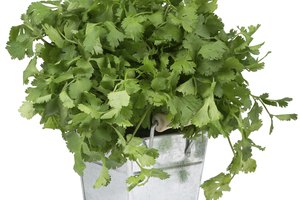 Decorara el swai con cilantro fresco.