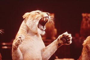 Es posible que los niños no entiendan con facilidad el problema de los animales en el circo.