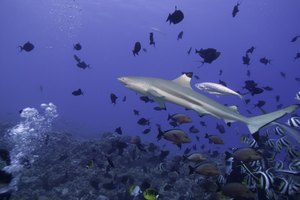 Los corales atraen no sólo lindos peces, sino también tiburones.