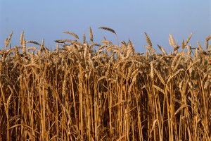 El trigo contiene gluten, que puede causar inflamación en individuos sensibles.