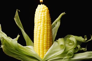 Los OGM son resistentes a los insectos y a muchas enfermedades.