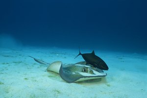Las rayas pintas son una especie que se observa frecuentemente en los viajes de buceo libre.