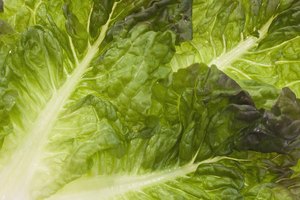 La lechuga puede ser difícil de digerir.