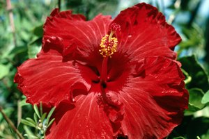 El hibisco tiene grandes y coloridas flores.