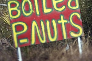 Una porción de una onza de cacahuete con cáscara contiene 90 calorías.