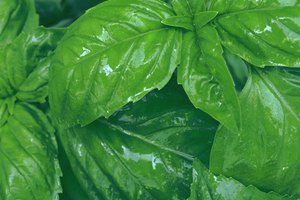 Las hojas de albahaca contienen vitamina K.