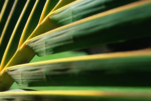 Puedes utilizar hojas de palma de verdad o de plástico para los juegos de Domingo de Ramos.