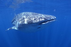 Los juegos ayudan a los adolescentes a controlarse y aprenden acerca de los movimientos de los tiburones en los océanos.