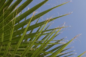 La palma enana americana se utiliza para ayudar a aliviar el Síndrome de Ovario Poliquístico (PCOS).