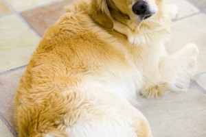 El Panacur debe ser recetado por un veterinario con experiencia.