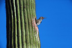 Los pájaros carpinteros Gila anidan en en saguaros altos cerca de las rutas de senderismo de Dove Mountain.