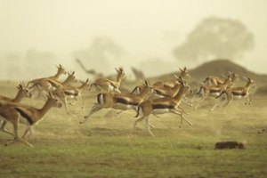 Tom Brakefield/Stockbyte/Getty Images Africa