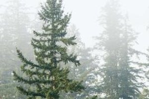 Jupiterimages/Comstock/Getty Images A pine tree with an eagle perched atop represents the defeat of the evil Tadadaho and peace of the Iroquois Confederacy.
