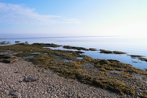 La espirulina crece en lagos de agua salada.
