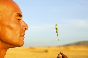 El germen de trigo contiene más fibra que la harina integral de trigo.
