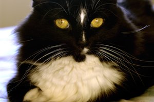 Este gato es conocido como el
