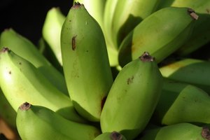 Prepara hojas de noni con platano.