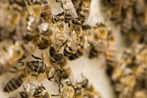 Cómo tratar un pie hinchado a causa de una picadura de insecto