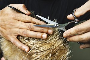 El aceite de mostaza contiene proteína, el componente principal del pelo.