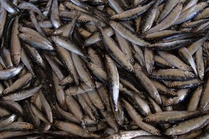 Las anchoas frescas son una opción más nutritiva que las enlatadas en aceite.