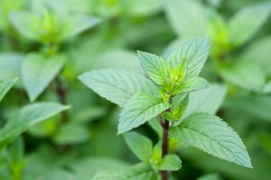 La menta peperina es aromática porque tiene contenido de menthol.