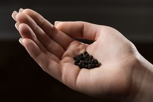 Come pimienta negra para beneficios cardiovasculares y contra el cáncer.
