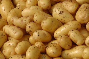 Las papas son feculentas y relativamente altas en carbohidratos.