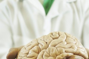 La tirosina se transforma en dopamina para el cerebro.