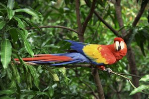 Los bosques están desapareciendo a un ritmo alarmante.