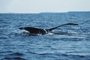 Durante unos pocos meses del año puedes ver las ballenas desde la orilla.