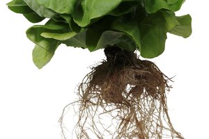 Las hojas de lechuga tienen vitaminas C y A, además de potasio.