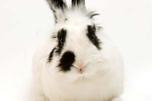 Vemos la piel del conejo.