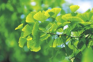 El Ginkgo biloba es también conocido como el árbol de los cuarenta escudos. Viene de China, puede vivir más de un milenio y es único en su filo, puesto que no tiene parientes vivos.