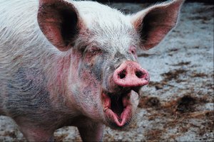 Cerdo riendo.
