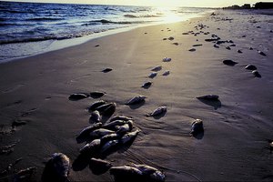 Descubre la vida del océano a través de una variedad de actividades.