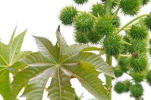Planta de aceite de ricino.