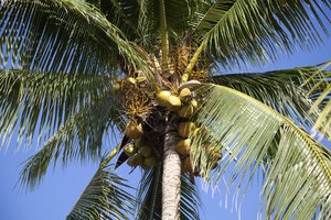 El agua de coco puede usarse como componente antiviral.