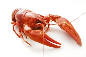 Los mariscos son ricos en proteínas.